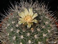 Gymnocalycium hossei mazanense RCB505 Mazan, Argentina ©JLcoll.1935.JPG